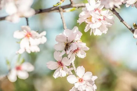 Bee hovering over cherry blossom over almond tree flowers Insect collects n.. Foto stock