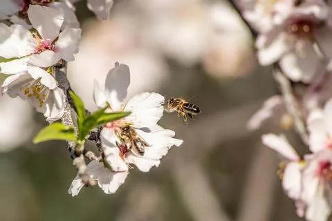 A bee hovering over cherry blossom, over almond tree flowers. The insect coll Stock Photos