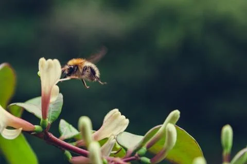 Bee hovering over flower Stock Photos