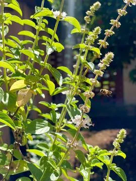 Bee hovering over flowering basil Stock Photos