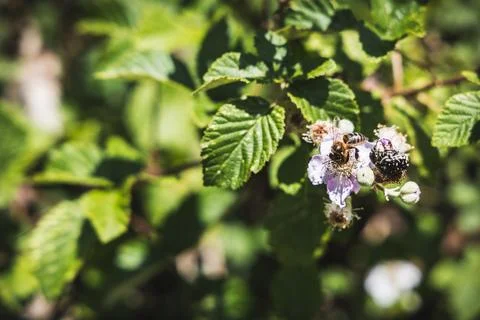 Bee Hovering Over a Pink Wildflower in the Countryside Foto stock