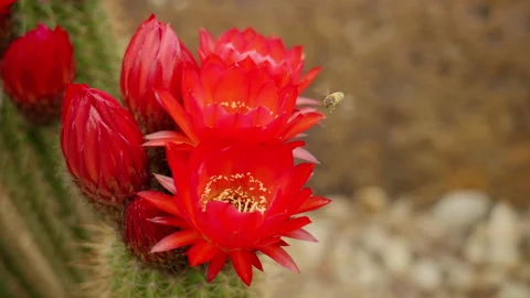 Bee Hovering Over Red Cactus Flower 4K Stock Footage 236765093