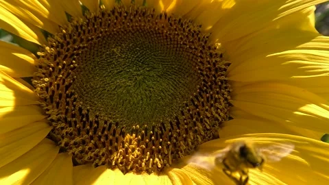 Bee hovering over sunflower collecting pollen Video stock 228937564
