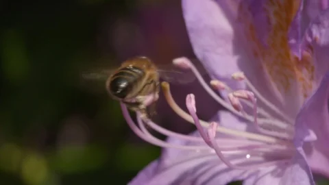 Bee hovering over a vibrant flower Slow motion Stock Footage 91375836