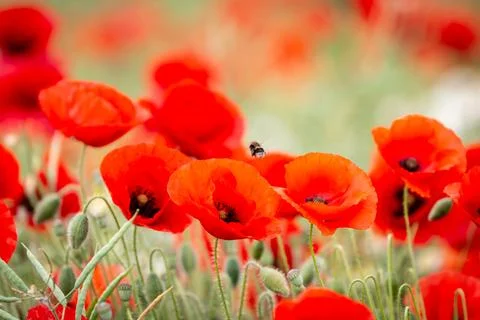 A bee hovering over vibrant red poppies in the South Downs, with a shallow .. Stock Photos