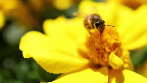 Bee Hovering Over Vibrant Yellow Flower 動画素材 310583938