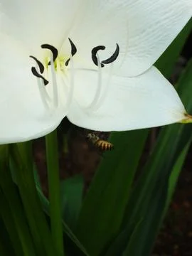 A bee is hovering over a white flower. Stock Photos