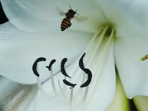 A bee is hovering over a white flower. Foto stock