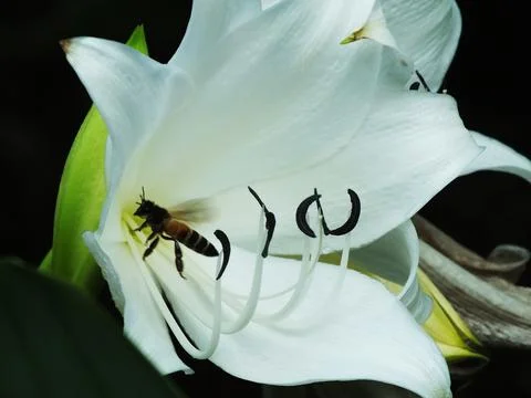 A bee is hovering over a white flower. Stock-Fotos