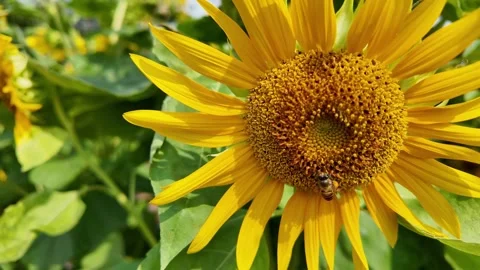 Bee is hovering over a yellow flower Stock Footage 327573802