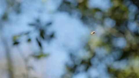 Bee hovering in slow motion Stock-Footage 96133315