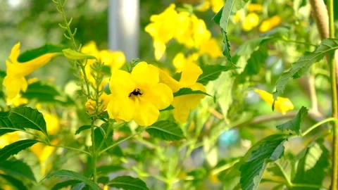 A Bee hovering while collecting pollen from yellow flower blossom  at park . Hai Stock Footage 152713716
