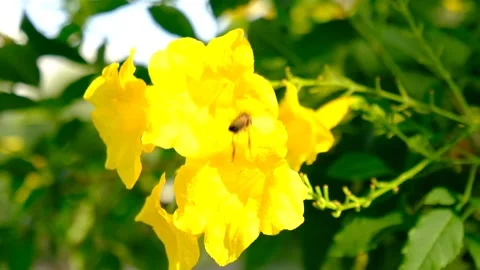 A Bee hovering while collecting pollen from yellow flower blossom  at park . Hai Stock Footage 152775936