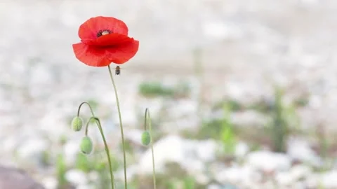 A bee hovering while collecting pollen from an red poppy flower. Stock Footage 237264724