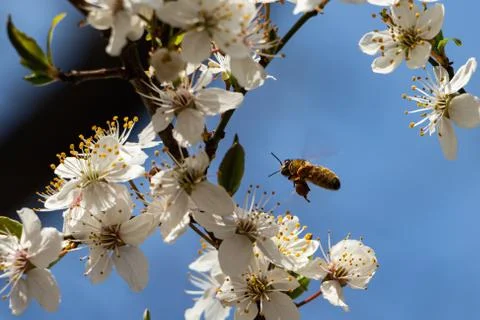 A Bee hovering while collecting pollen Stock Photos