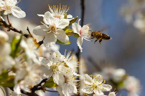 A Bee hovering while collecting pollen Stock Photos
