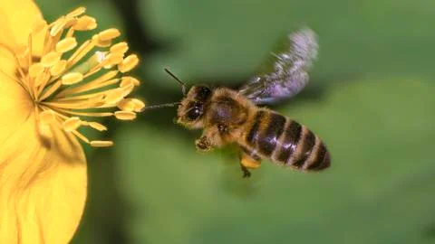 A Bee hovering while collecting pollen from blossom. Hairs on Bee are covered in Stock Photos