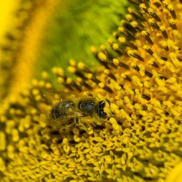 A Bee hovering while collecting pollen from sunflower blossom. Hairs on Bee a Stock Photos