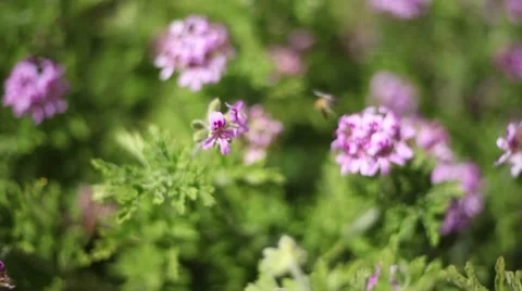 Bee hoverring over flowers Stockbeeldmateriaal 44771393