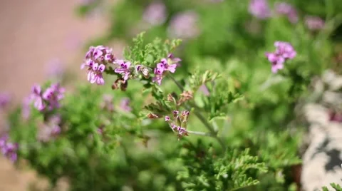 Bee hoverring over flowers Stockbeeldmateriaal 44773916