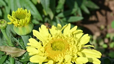 A bee hovers above a vibrant yellow flower. Видео 332925185