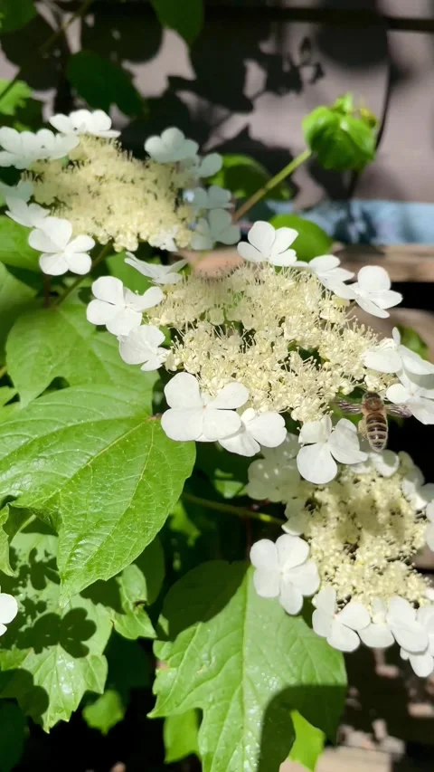 A bee hovers above a white inflorescence of common viburnum. Stock Footage 281682568