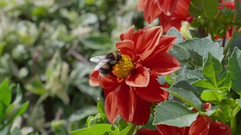 Bee hovers near bright red flower. Yellow center draws in pollinators. Petals Stock Footage 345255089