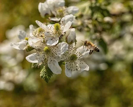 Bee Hovers Over Bloom Stock Photos