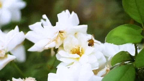 Bee hovers over flower Stock Footage 142037692