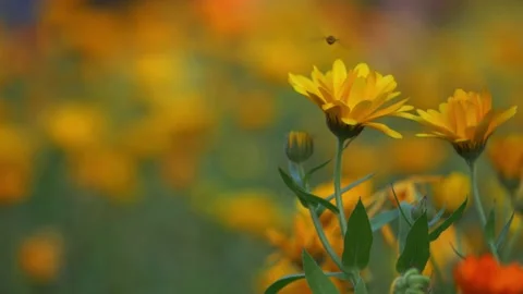 Bee hovers over orange marigold flowers on bokeh background Stock Footage 164401926