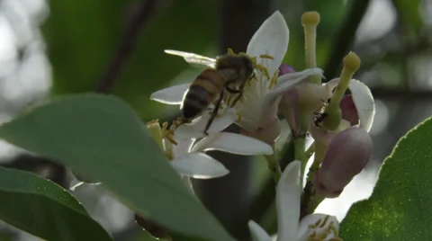 Bee hovers in super slow motion Stock Footage 36528390