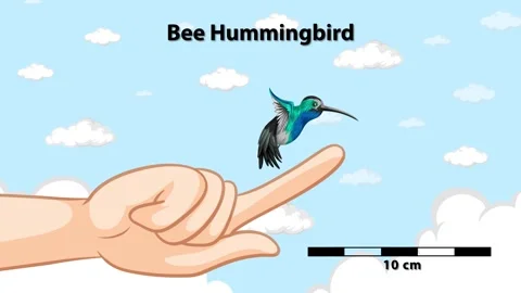Bee Hummingbird Flying Above Human Finger Stock Footage 253371399