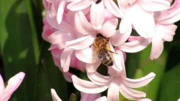 Bee on a hyacinth 库存影片 85685995