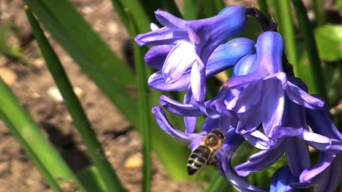 Bee on a hyacinth 库存影片 85686147