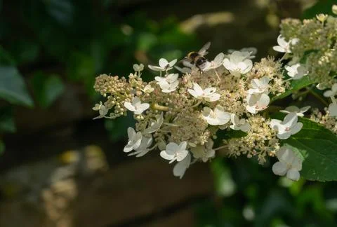 Bee on Hydrangea flower Stock Photos