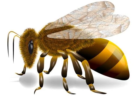 Bee Stock Illustration