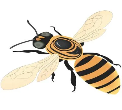 Bee. Stock Illustration