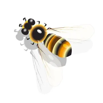 Bee Stock Illustration