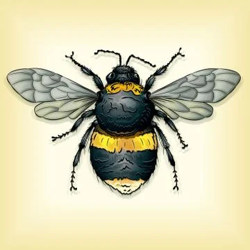 Bee Illustrazione stock
