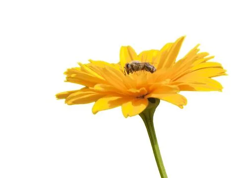 Bee An image of a sharp bee in a yellow flower Copyright: xZoonar.com/maga... Stock Photos