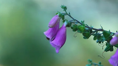 A bee impollinating a fox glove flower  Digitalis purpurea Stock Footage 127538517