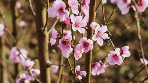 A bee impollinating a peach flower Stock Footage 127401822