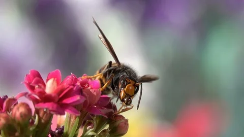 Bee Insect drinking water drop wasp insect Stock Footage 89056735