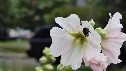 A bee, an insect on a flower with 2 open, 1 unopened buds and a seed capsule. Stock Footage 136107148