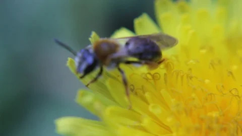 Bee insect on a flower dandelion close-up macro Stock Footage 93153164