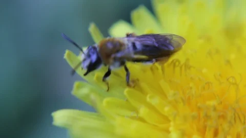 Bee insect on a flower dandelion close-up macro Video stock 93153175