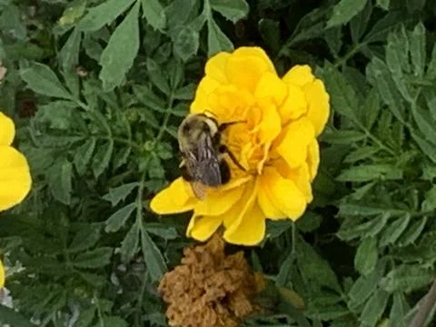 Bee insect on flower Stock Photos