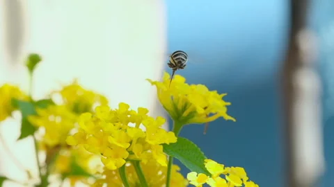 Bee insect fly while collect pollen over spring flower,animal wildlife nature Stock Footage 210384138