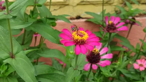 The bee insect Video stock 296054547