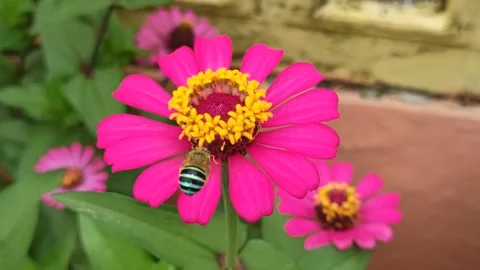 The bee insect Stock Footage 296054600